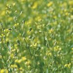 camelina oil for horses