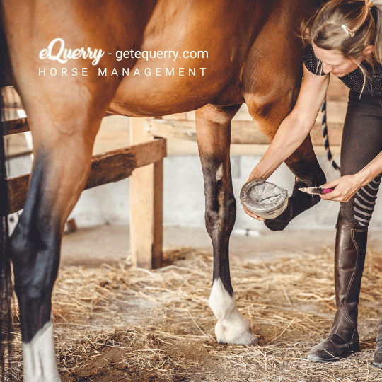 horse care management