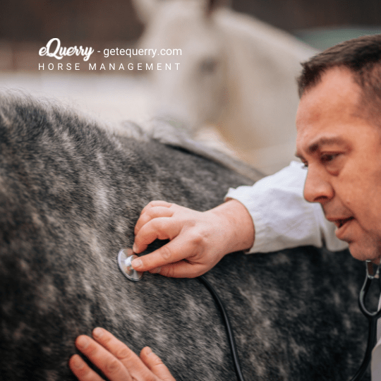 horse management care