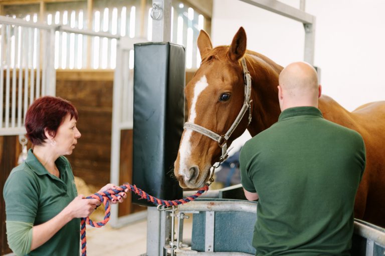 What should be in a first aid kit for horses?