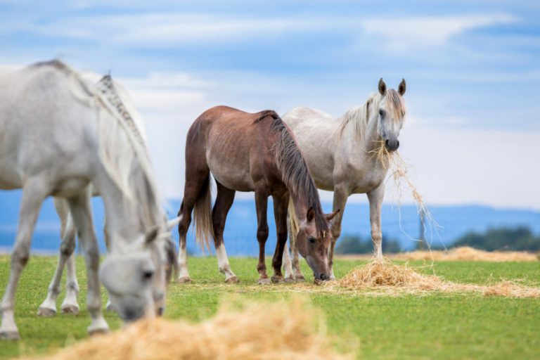Why you should feed Camelina oil to your horses
