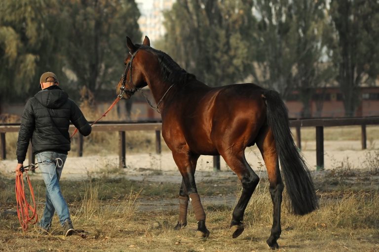 Why horse walkers can be beneficial