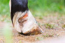 get equerry mauke horse mud fever